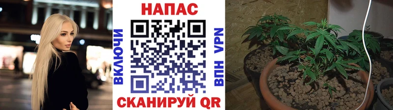 Купить где Борзя Бошки Шишки индика